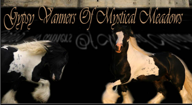 Gypsy Vanner Of Mystical Meadows